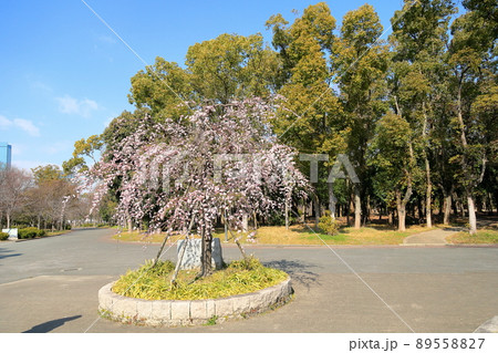 しだれ梅　満開 89558827