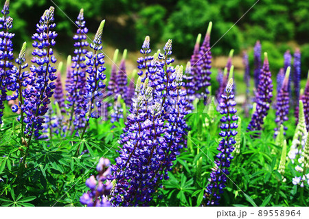 ノボリフジ ハウチワマメ のぼりふじ 89558964