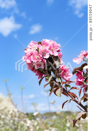 果樹園のリンゴの花 89559047