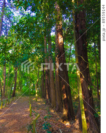 埼玉県川越　森のさんぽ道 89559144