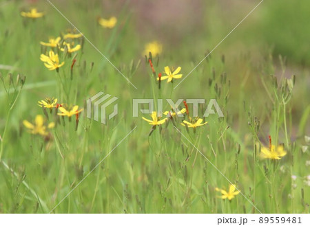 草原に黄色い小さな花 草原に黄色い小さな花 89559481