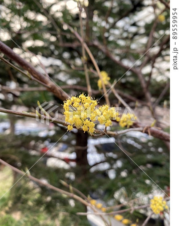 春 花 植物 89559954