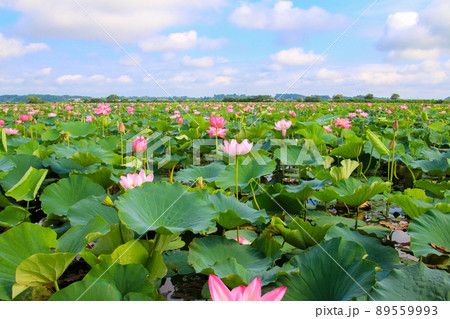 伊豆沼 伊豆沼 89559993