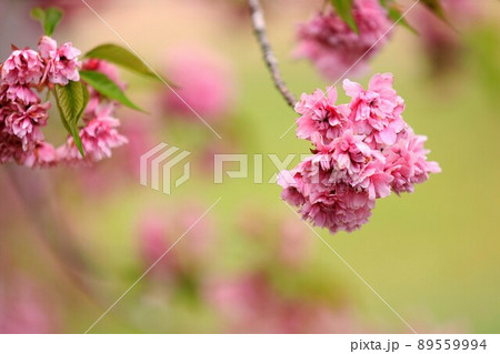 伝説の宗堂桜 89559994