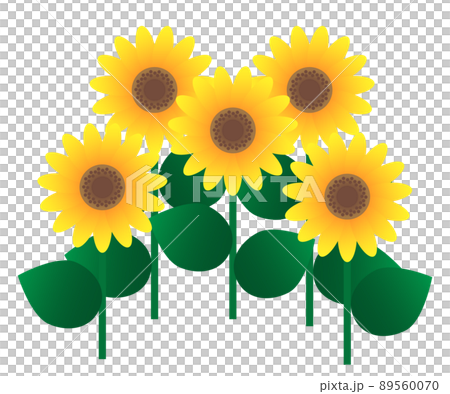5本のひまわりのイラスト素材 [89560070] - PIXTA