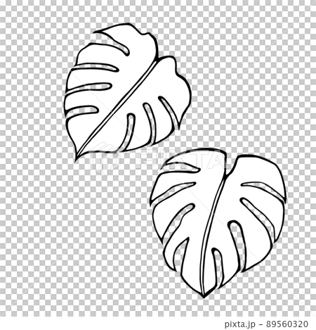 Monstera simple line drawing illustration set (white painting) 89560320