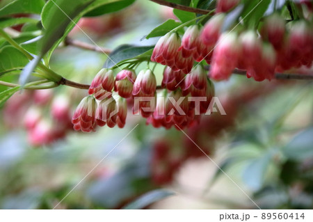 サラサドウダン サラサドウダン 89560414