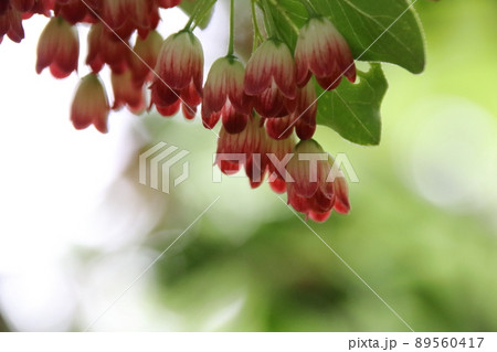 サラサドウダン 89560417