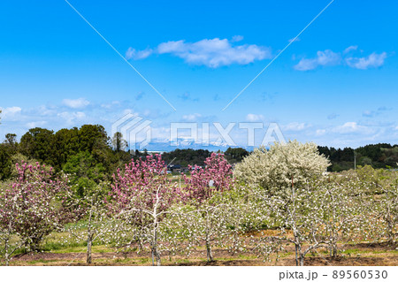 果樹園の満開のリンゴの花と栗駒山 89560530