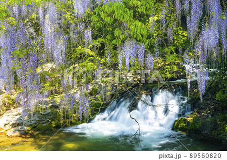 山口県　一貫野の藤 89560820
