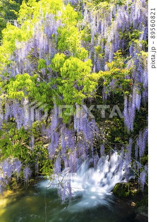 山口県　一貫野の藤 89560821