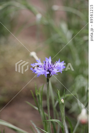 ヤグルマソウ 89561215