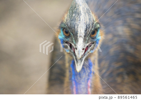 Australian Emu (Dromaius novaehollandiae), view of an Emu's neck and head. 89561465