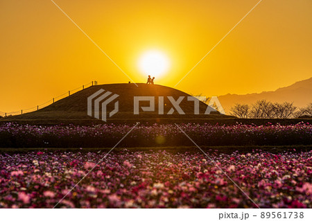 宮崎　西都原　古墳　秋桜　夕暮れ　こども　シルエット 89561738