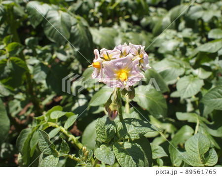 ジャガイモの花 花言葉 (恩恵)(慈愛)(情け深い) ジャガイモの花 花言葉 (恩恵)(慈愛)(情け深い) 89561765