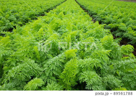 収穫を控えた人参畑のイメージ 89561788