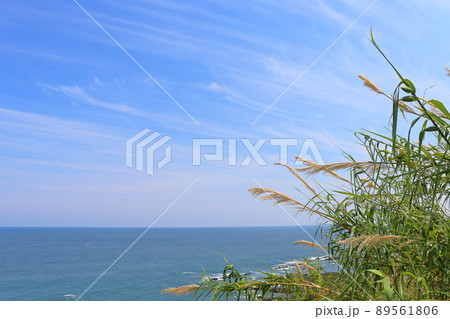 青空 雲 海 海岸 植物 青空 雲 海 海岸 植物 89561806