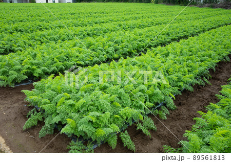 収穫を控えた人参畑のイメージ 収穫を控えた人参畑のイメージ 89561813