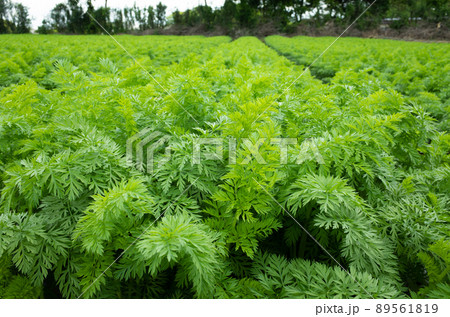 収穫を控えた人参畑のイメージ 収穫を控えた人参畑のイメージ 89561819
