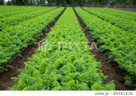収穫を控えた人参畑のイメージ 収穫を控えた人参畑のイメージ 89561826