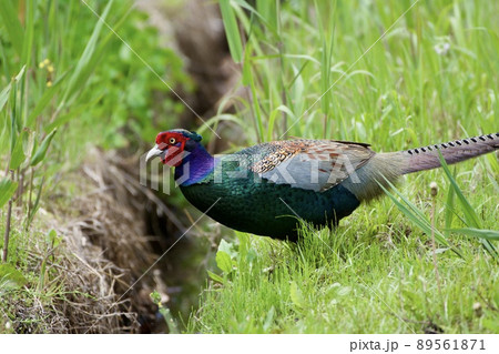 キジ pheasant / Japanの写真素材 [89561871] - PIXTA