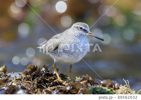 磯場でエサを探すキアシシギ 89562032