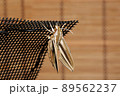 羽化直後のセスジスズメ、日本の昆虫 89562237