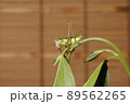 キリギリスの幼虫、日本の昆虫 89562265