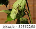 キリギリスの幼虫、日本の昆虫 89562268