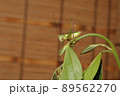 キリギリスの幼虫、日本の昆虫 89562270