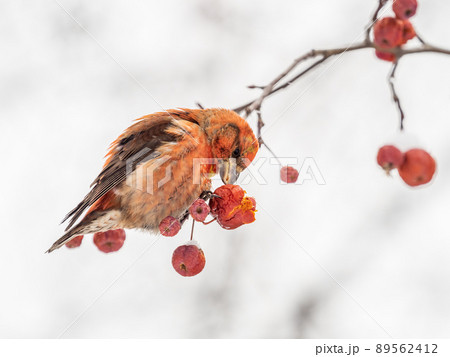 Red Crossbill male sitting on the tree branch and eats wild apple berries. Crossbill bird eats berries. 89562412