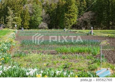 田舎の景色【春の安曇野】 89562760