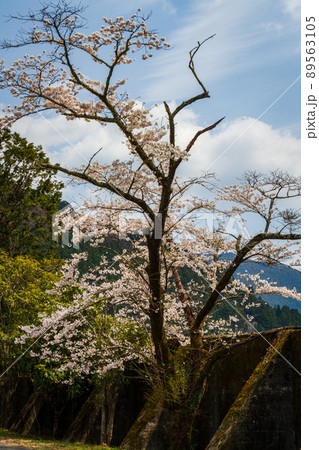 静岡県浜松市天竜区龍山町 秋葉ダムとダム周辺の風景 静岡県浜松市天竜区龍山町 秋葉ダムとダム周辺の風景 89563105