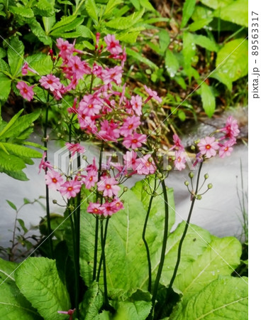 水辺に咲く九輪草の花 水辺に咲く九輪草の花 89563317