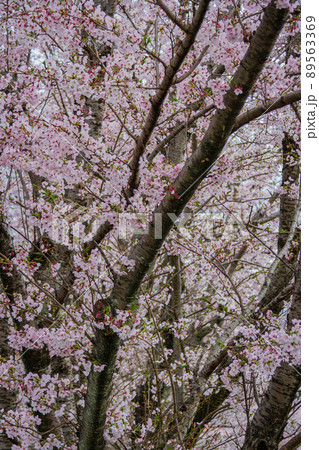 静岡県磐田市合代島 新平山工業団地周辺の風景 静岡県磐田市合代島 新平山工業団地周辺の風景 89563369