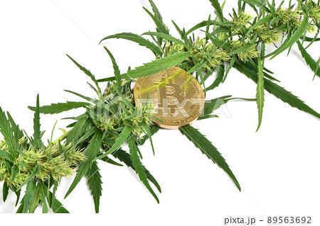 Green marijuana cannabis sprout with bitcoin on white background 89563692
