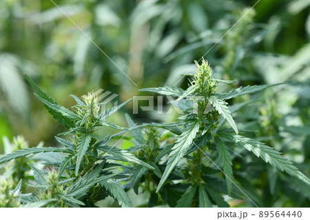 Cannabis/marijuana plants. Fresh cannabis plant. High resolution photo. Cannabis/marijuana plants. Fresh cannabis plant. High resolution photo. 89564440