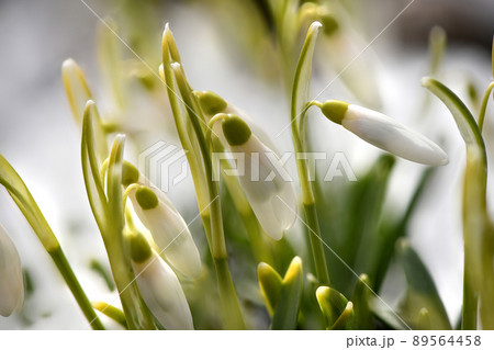 Snowdrop flowers. Spring background. Side view. Snowdrop flowers. Spring background. Side view. 89564458