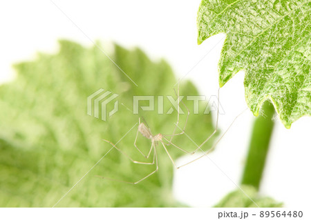 Young shoots of grapes on white. Side view. 89564480
