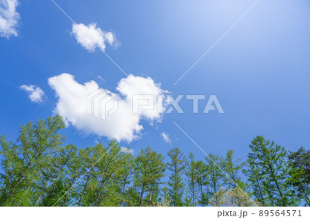 春の信州 青空と新緑 春の信州 青空と新緑 89564571