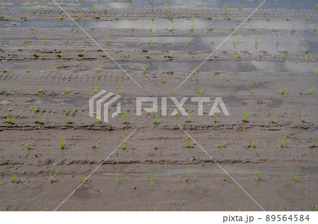 田植え直後の稲 89564584