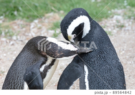 African penguin cleaning each others feathers 89564842