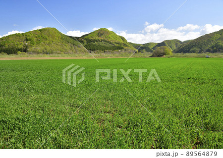 春の北海道厚沢部町で秋まき小麦畑の風景を撮影 春の北海道厚沢部町で秋まき小麦畑の風景を撮影 89564879