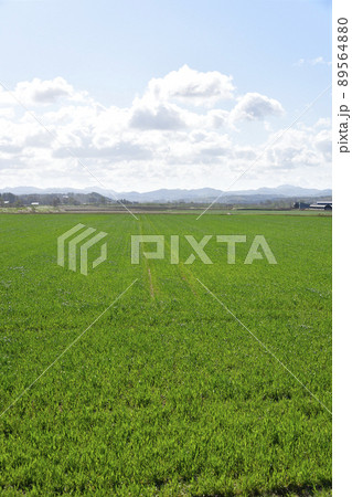 春の北海道厚沢部町で秋まき小麦畑の風景を撮影 春の北海道厚沢部町で秋まき小麦畑の風景を撮影 89564880