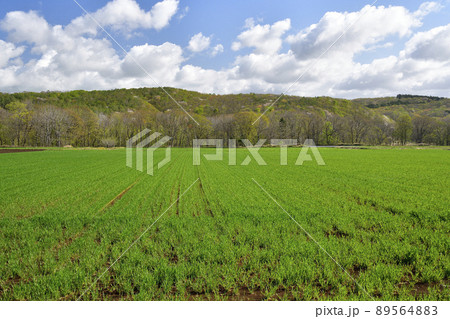 春の北海道厚沢部町で秋まき小麦畑の風景を撮影 89564883
