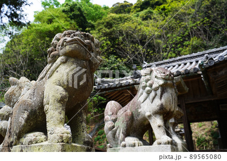 神社の狛犬  89565080