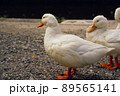 アヒル 89565141