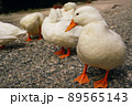 アヒル 89565143