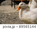 お散歩中のアヒル  89565144