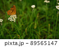 花韮の花にとまって羽を広げている蝶々（キタテハ） 89565147